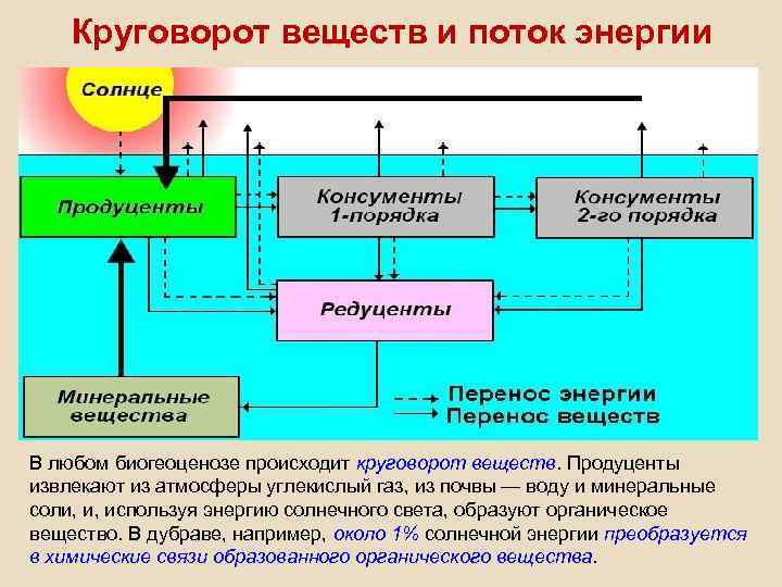 Круговорот веществ и поток энергии В любом биогеоценозе происходит круговорот веществ. Продуценты извлекают из