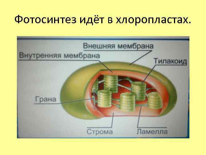 Схема хлоропласта фотосинтез