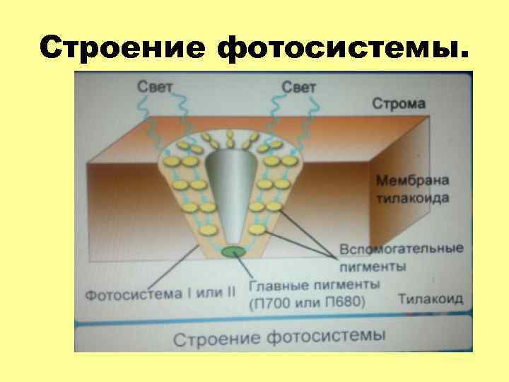 Процессы фотосистемы 1