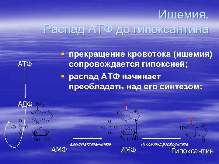 Ишемия. Распад АТФ до гипоксантина АТФ § прекращение кровотока (ишемия) сопровождается гипоксией; § распад
