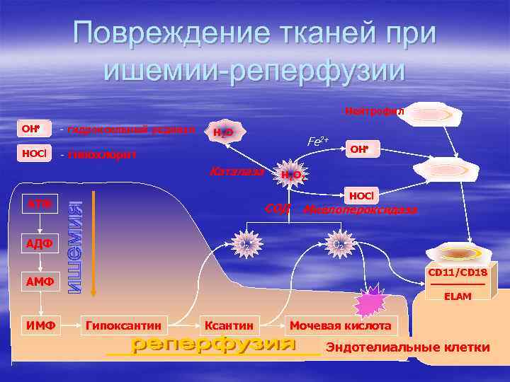 Повреждение тканей при ишемии-реперфузии Нейтрофил OH - гидроксильный радикал HOCl - гипохлорит H 2