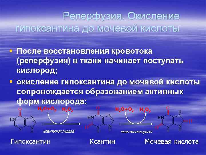 Реперфузия. Окисление гипоксантина до мочевой кислоты § После восстановления кровотока (реперфузия) в ткани начинает