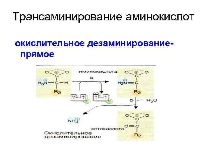 Трансаминирование аминокислот окислительное дезаминированиепрямое 