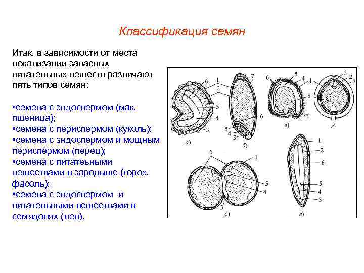 Схема распространение плодов и семян