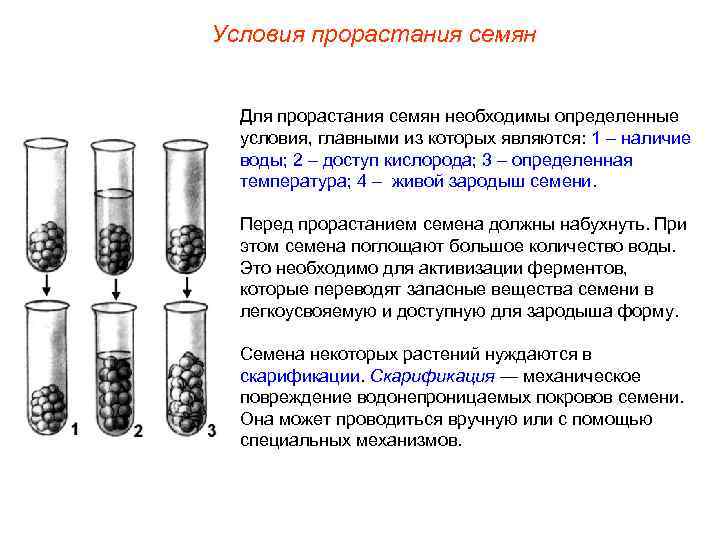 Условия прорастания семян Для прорастания семян необходимы определенные условия, главными из которых являются: 1