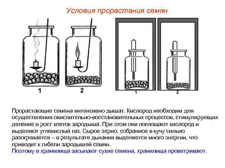 Условия прорастания семян Прорастающие семена интенсивно дышат. Кислород необходим для осуществления окислительно-восстановительных процессов, стимулирующих
