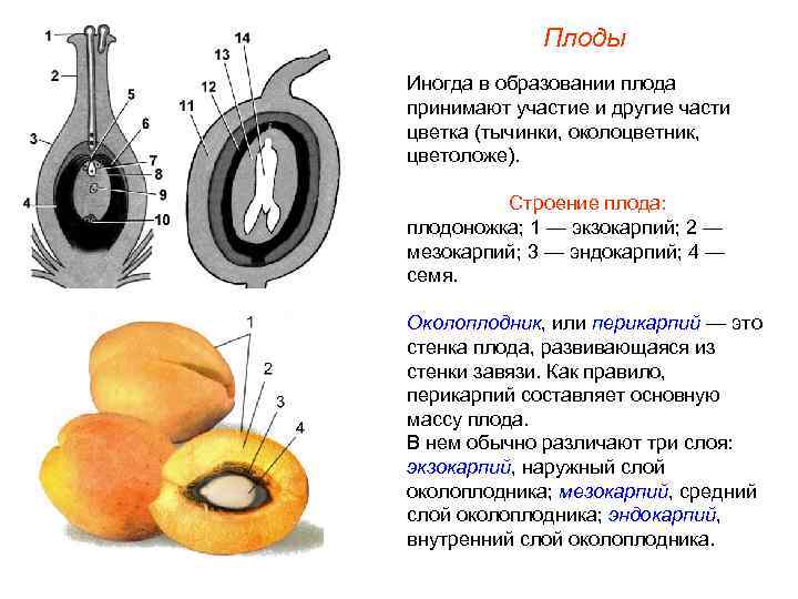 Плоды Иногда в образовании плода принимают участие и другие части цветка (тычинки, околоцветник, цветоложе).