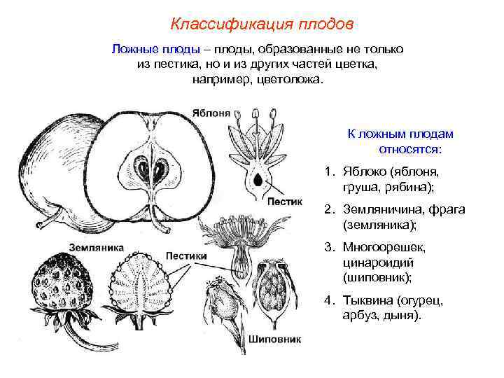 Классификация плодов Ложные плоды – плоды, образованные не только из пестика, но и из