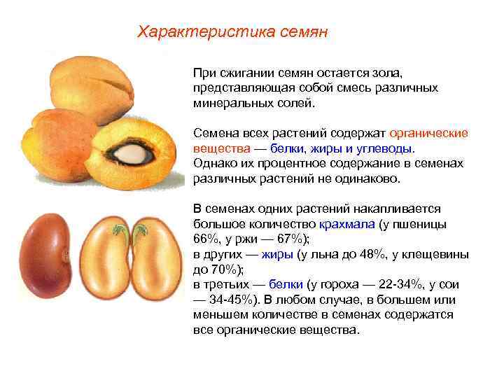 Характеристика семян При сжигании семян остается зола, представляющая собой смесь различных минеральных солей. Семена