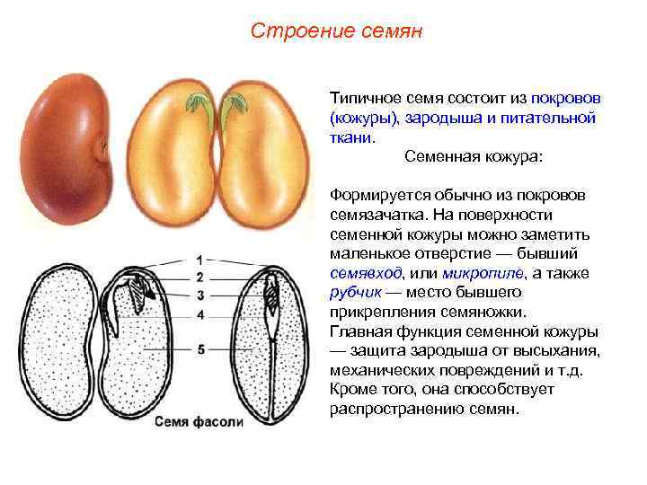 Строение семян Типичное семя состоит из покровов (кожуры), зародыша и питательной ткани. Семенная кожура: