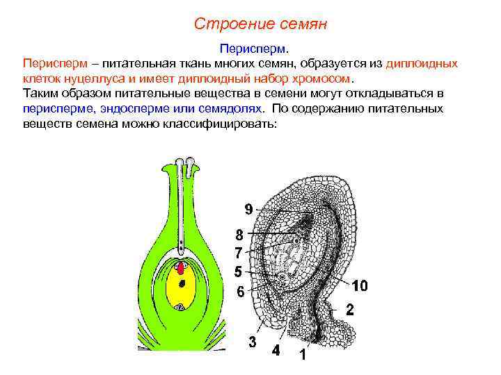Строение семян Перисперм – питательная ткань многих семян, образуется из диплоидных клеток нуцеллуса и