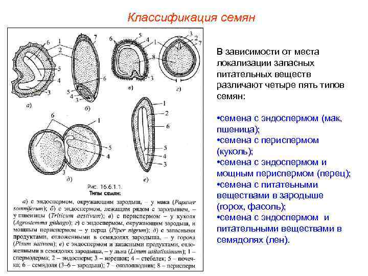 Классификация семян В зависимости от места локализации запасных питательных веществ различают четыре пять типов