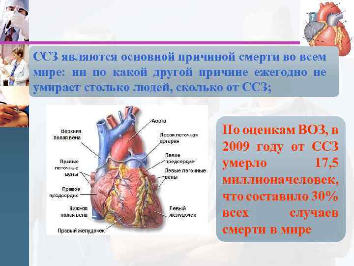 ССЗ являются основной причиной смерти во всем мире: ни по какой другой причине ежегодно