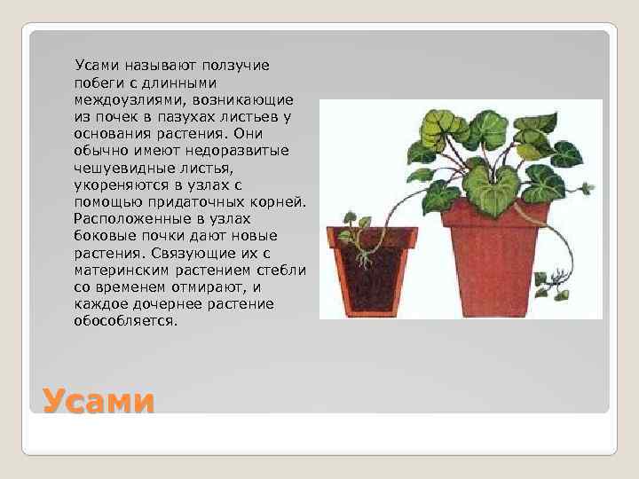 Усами называют ползучие побеги с длинными междоузлиями, возникающие из почек в пазухах листьев у