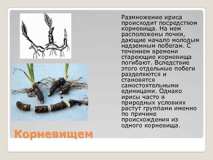Корневищем Размножение ириса происходит посредством корневища. На нем расположены почки, дающие начало молодым надземным
