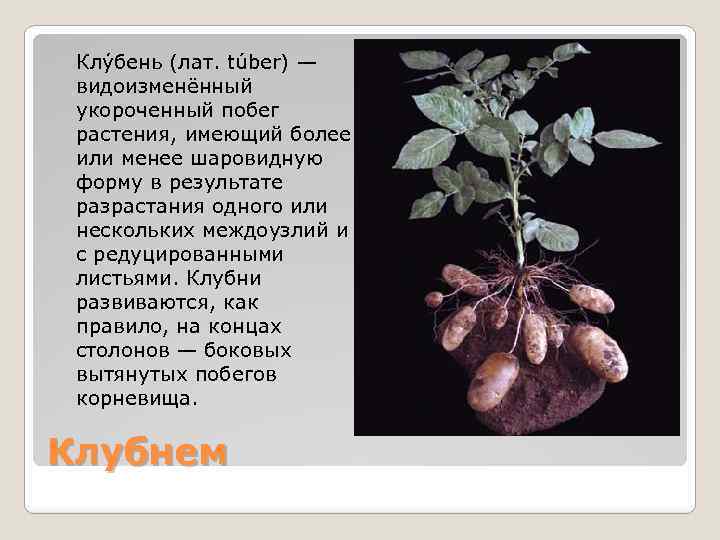 Клу бень (лат. túber) — видоизменённый укороченный побег растения, имеющий более или менее шаровидную