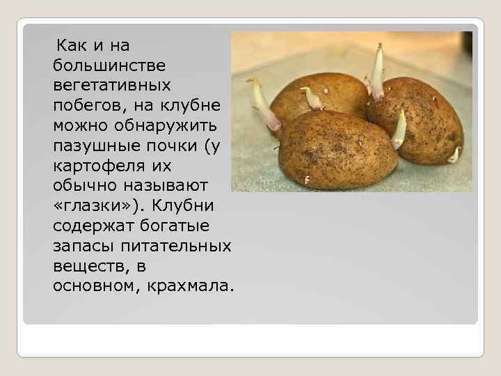 Как и на большинстве вегетативных побегов, на клубне можно обнаружить пазушные почки (у картофеля