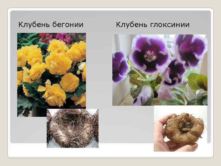 Клубень бегонии Клубень глоксинии 