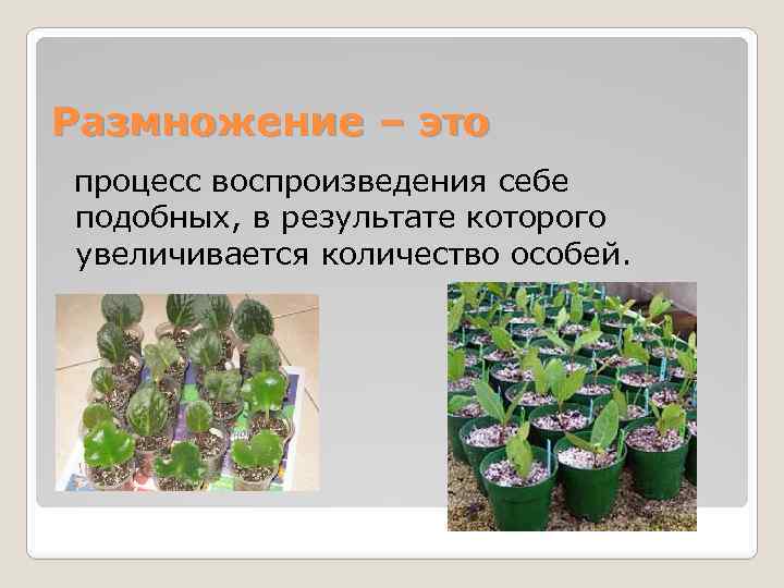 Размножение – это процесс воспроизведения себе подобных, в результате которого увеличивается количество особей. 