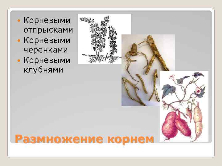 Корневыми отпрысками Корневыми черенками Корневыми клубнями Размножение корнем 