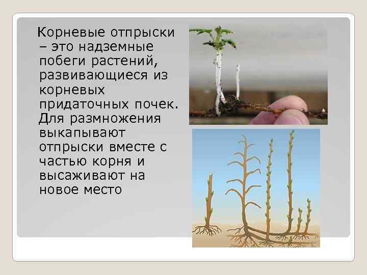 Корневые отпрыски – это надземные побеги растений, развивающиеся из корневых придаточных почек. Для размножения