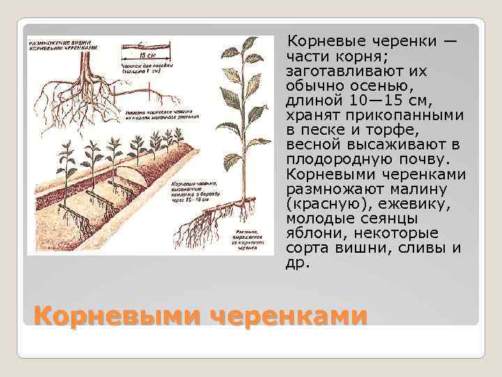 Корневые черенки — части корня; заготавливают их обычно осенью, длиной 10— 15 см, хранят