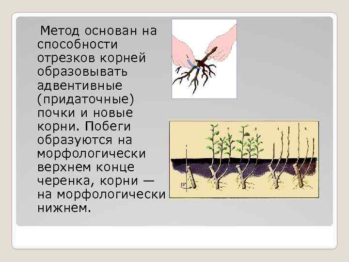 Вегетативное размножение животных. Адвентивные почки. Адвентивные придаточные корни. Придаточные почки на корнях. Размножение корневыми черенками почки придаточные.