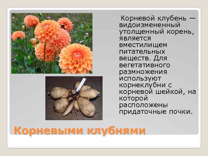 Корневой клубень — видоизмененный утолщенный корень, является вместилищем питательных веществ. Для вегетативного размножения используют