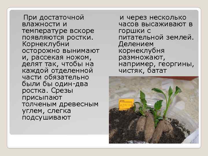При достаточной влажности и температуре вскоре появляются ростки. Корнеклубни осторожно вынимают и, рассекая ножом,