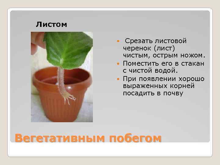 Листом Срезать листовой черенок (лист) чистым, острым ножом. Поместить его в стакан с чистой