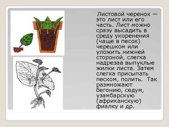 Проект по биологии 6 класс на тему вегетативное размножение растений на примере фиалки