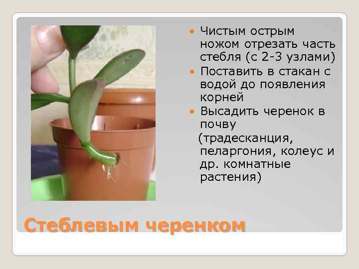Чистым острым ножом отрезать часть стебля (с 2 -3 узлами) Поставить в стакан с