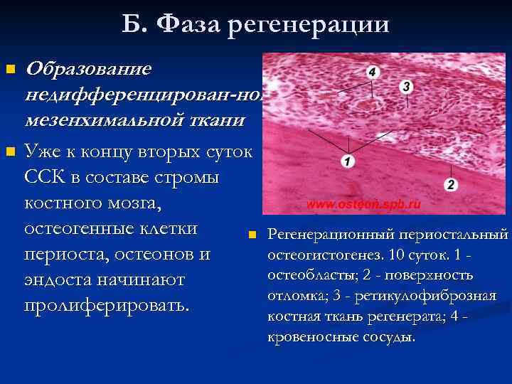 Б. Фаза регенерации n Образование недифференцирован-ной мезенхимальной ткани. n Уже к концу вторых суток