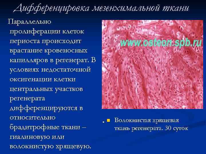 Дифференцировка мезенхимальной ткани Параллельно пролиферации клеток периоста происходит врастание кровеносных капилляров в регенерат. В