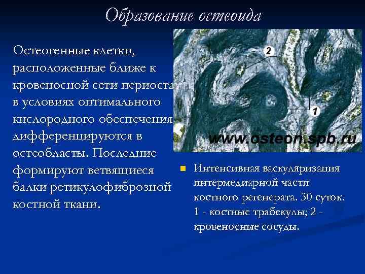 Образование остеоида Остеогенные клетки, расположенные ближе к кровеносной сети периоста в условиях оптимального кислородного