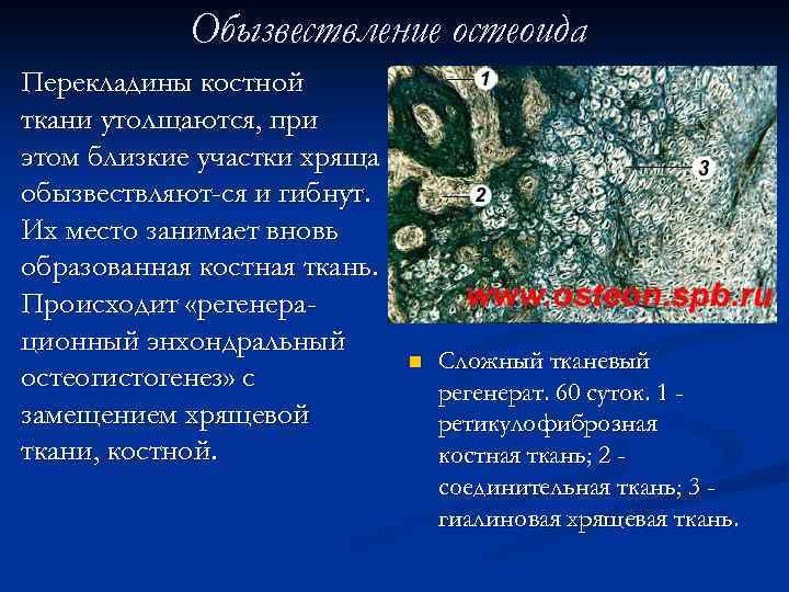 Обызвествление остеоида Перекладины костной ткани утолщаются, при этом близкие участки хряща обызвествляют-ся и гибнут.