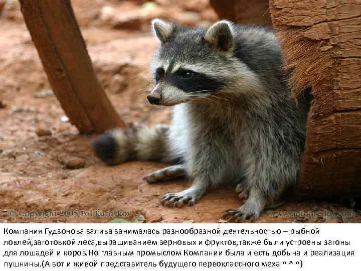 Компания Гудзонова залива занималась разнообразной деятельностью – рыбной ловлей, заготовкой леса, выращиванием зерновых и