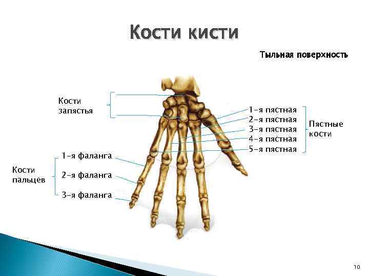 Кости кисти Тыльная поверхность Кости запястья 1 -я фаланга Кости пальцев 1 -я 2