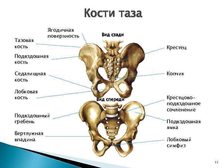 Кости таза Тазовая кость Ягодичная поверхность Вид сзади Крестец Подвздошная кость Седалищная кость Лобковая