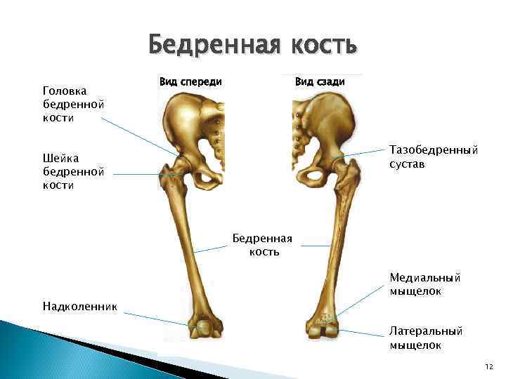 Бедренная кость Головка бедренной кости Вид спереди Вид сзади Тазобедренный сустав Шейка бедренной кости