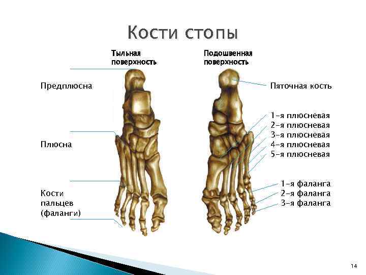 Кости стопы Тыльная поверхность Предплюсна Плюсна Кости пальцев (фаланги) Подошвенная поверхность Пяточная кость 1