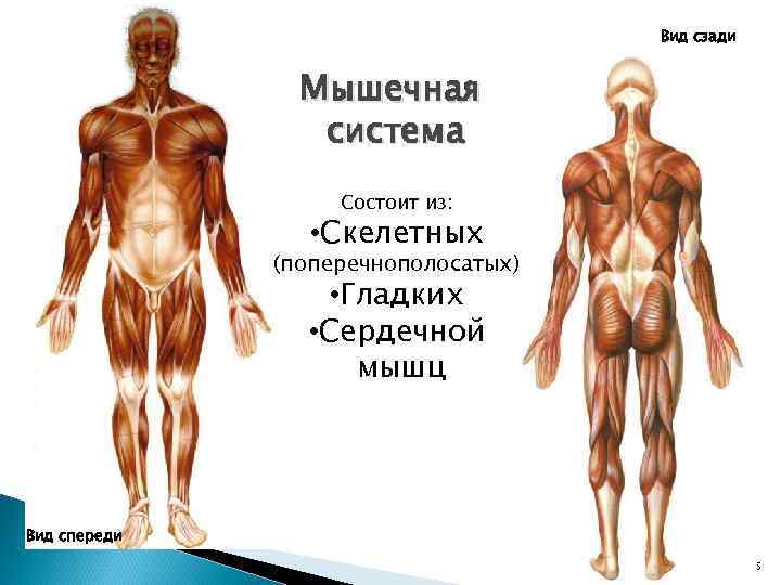 Вид сзади Мышечная система Состоит из: • Скелетных (поперечнополосатых) • Гладких • Сердечной мышц