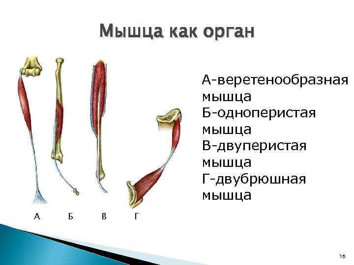 Мышца как орган А-веретенообразная мышца Б-одноперистая мышца В-двуперистая мышца Г-двубрюшная мышца А Б В