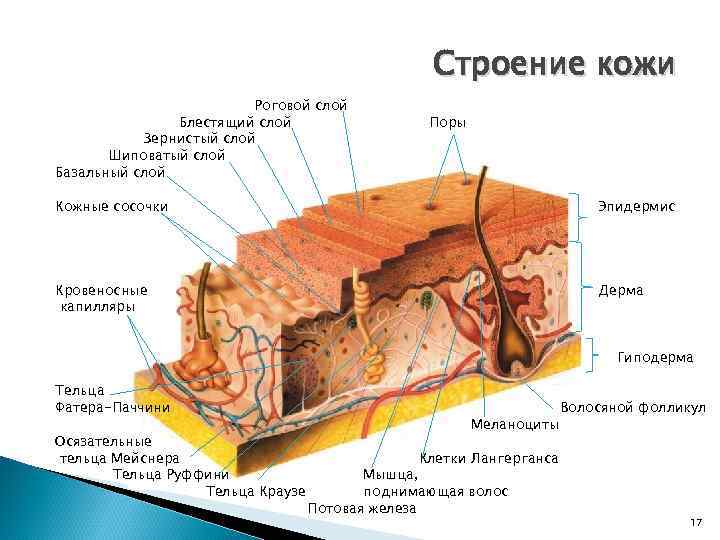 Строение кожи Роговой слой Блестящий слой Зернистый слой Шиповатый слой Базальный слой Поры Кожные