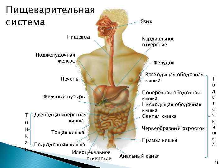 Пищеварительная система Пищевод Поджелудочная железа Печень Желчный пузырь Т Двенадцатиперстная кишка о н Тощая