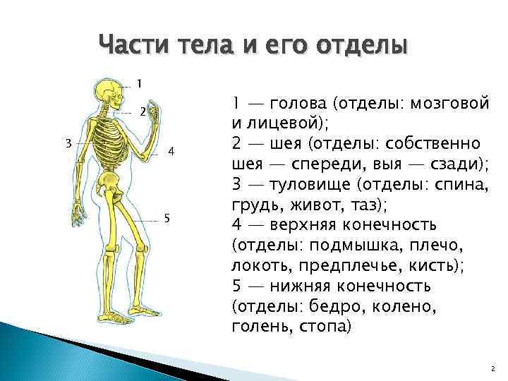 Части тела и его отделы 1 2 3 4 5 1 — голова (отделы: