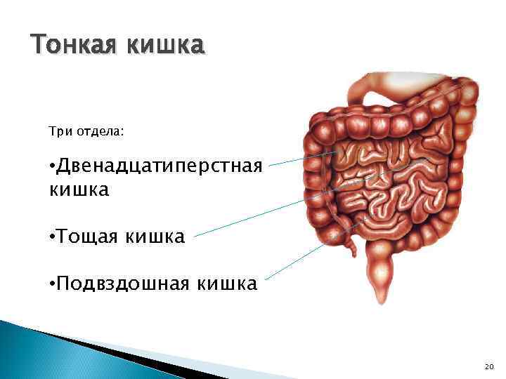 Тонкая кишка Три отдела: • Двенадцатиперстная кишка • Тощая кишка • Подвздошная кишка 20