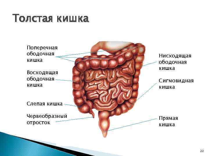 Толстая кишка Поперечная ободочная кишка Восходящая ободочная кишка Нисходящая ободочная кишка Сигмовидная кишка Слепая