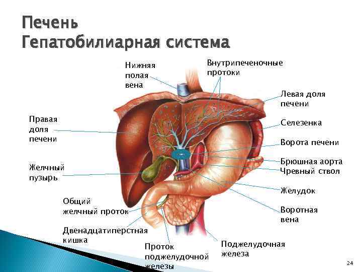 Печень Гепатобилиарная система Нижняя полая вена Внутрипеченочные протоки Правая доля печени Левая доля печени