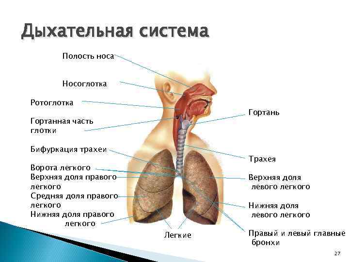 Дыхательная система Полость носа Носоглотка Ротоглотка Гортань Гортанная часть глотки Бифуркация трахеи Ворота легкого